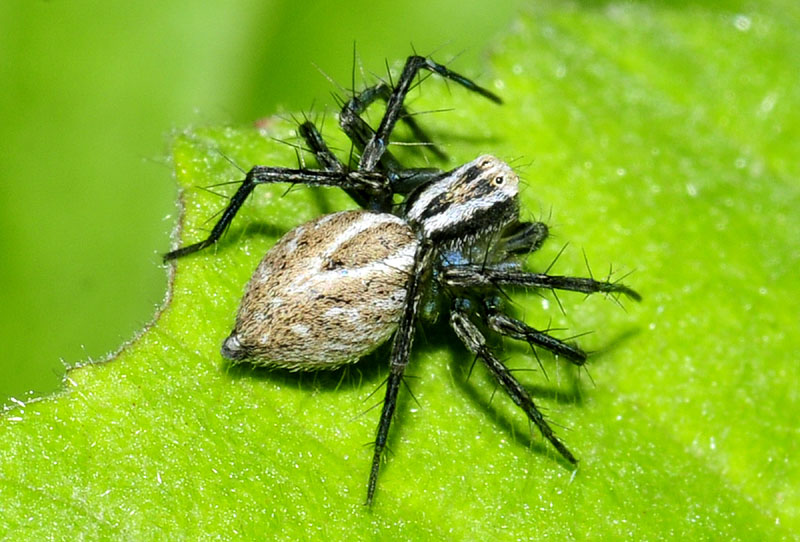 Oxyopes sp. (Oxyopidae)   -  Megalopoli-Paradisia (Grecia)